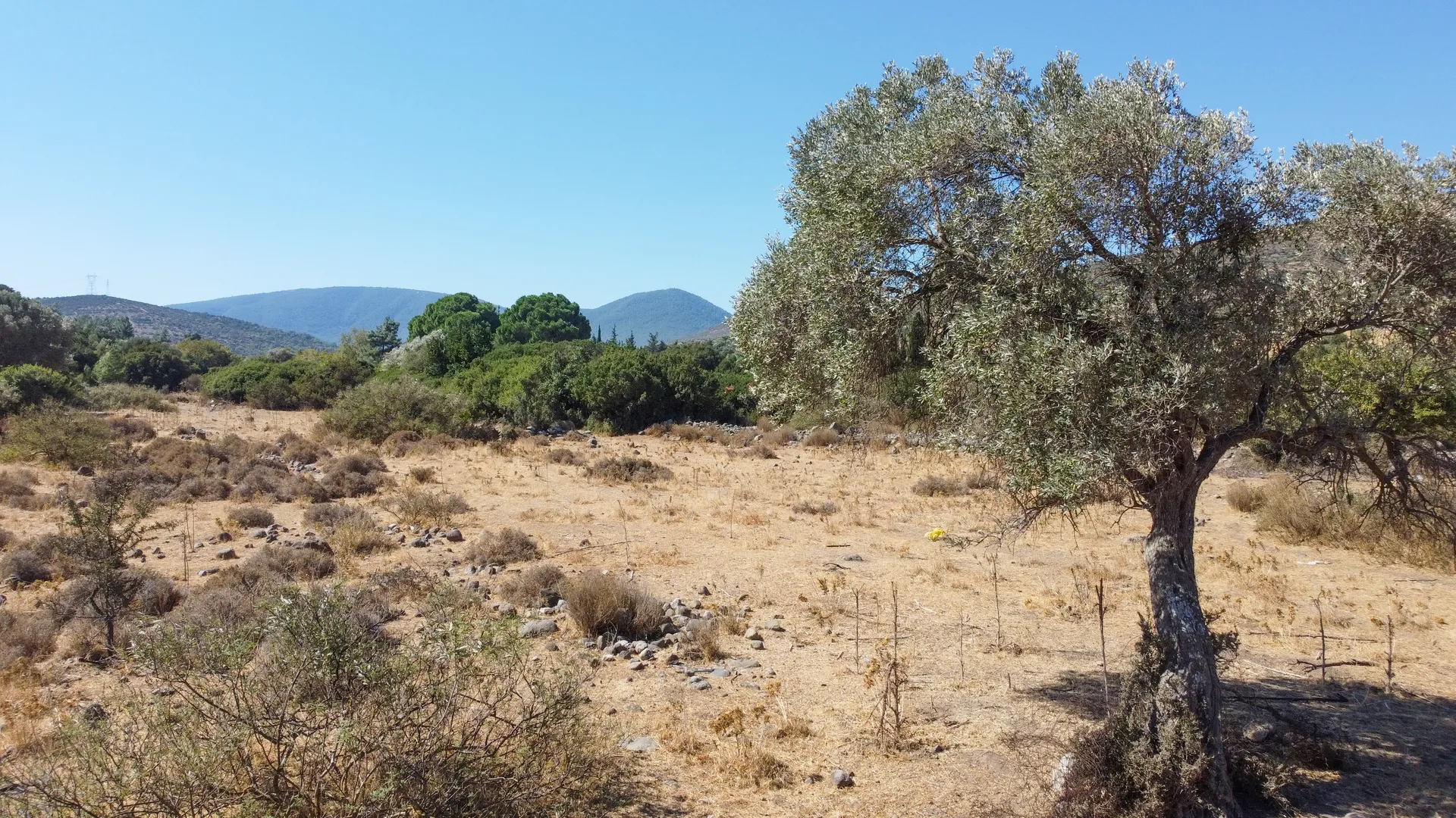 DJI_0710 URLA ZEYTİNLER’DE İYTE SINIRINDA 15.433,85 M² TARLA