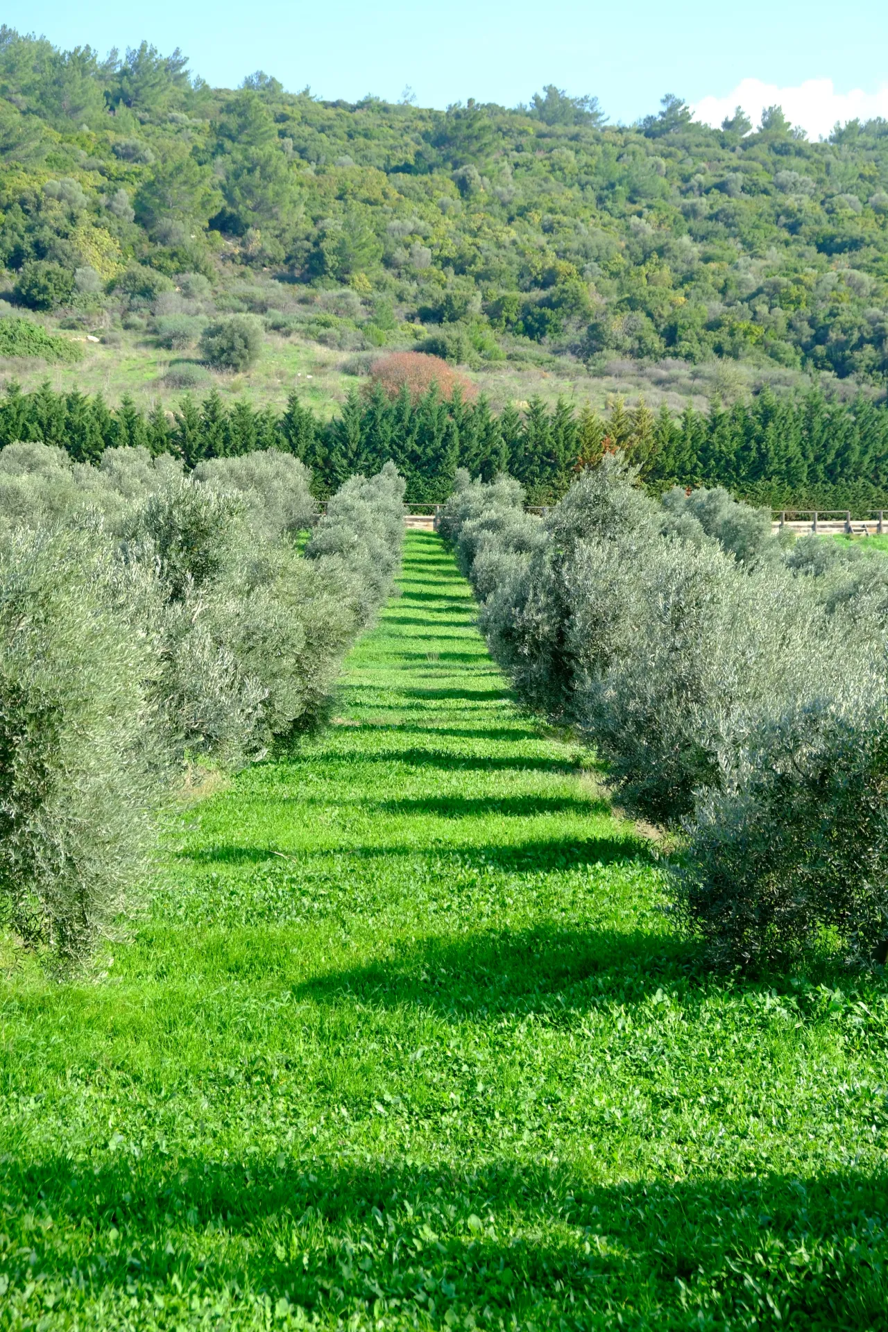 URLA OVACIK’TA DOĞA VE HUZUR DOLU SATILIK ÇİFTLİK