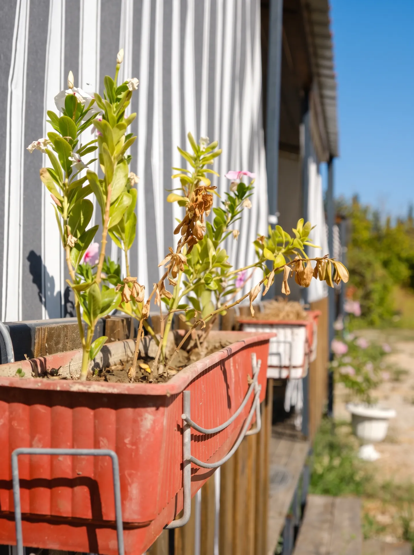 EPA İNCİ – URLA TORASAN’DA DENİZE SIFIR KİRALIK TINY HOUSE