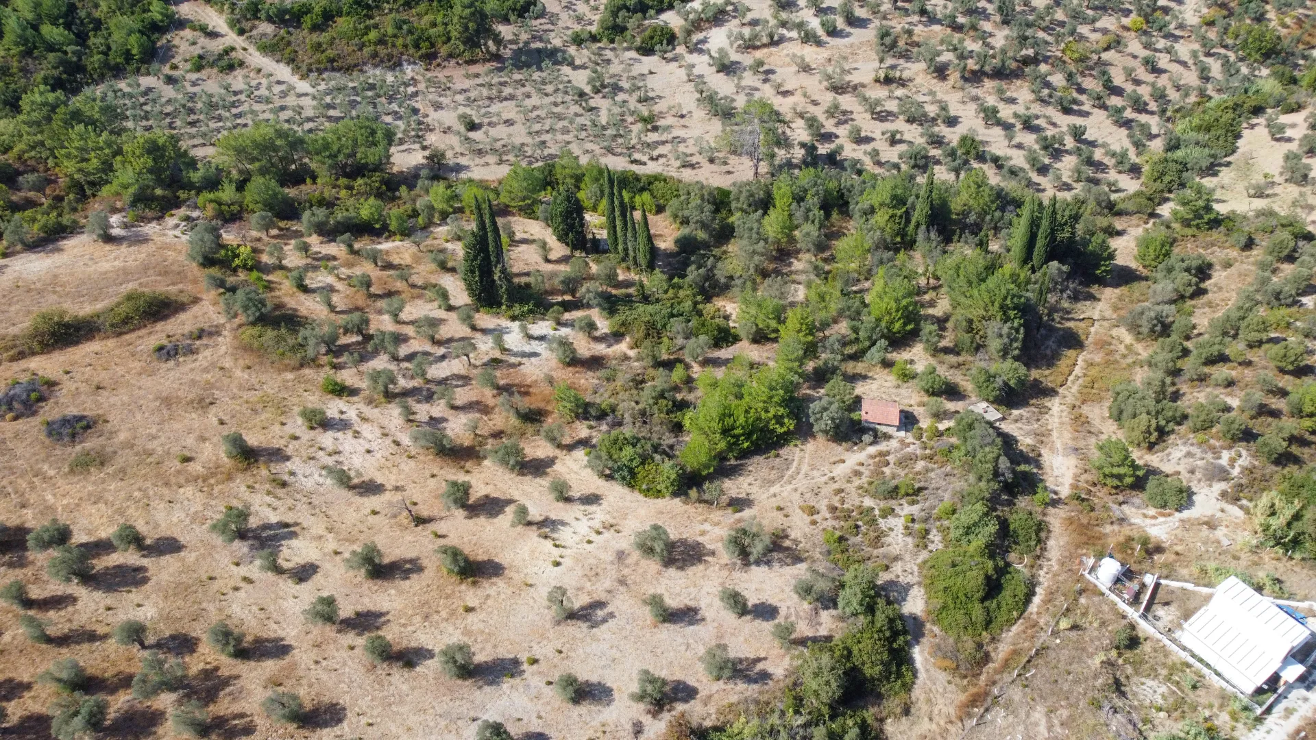 URLA YENİCEDE 7.220 M² ZEYTİNLİ BAĞ VE TARLA
