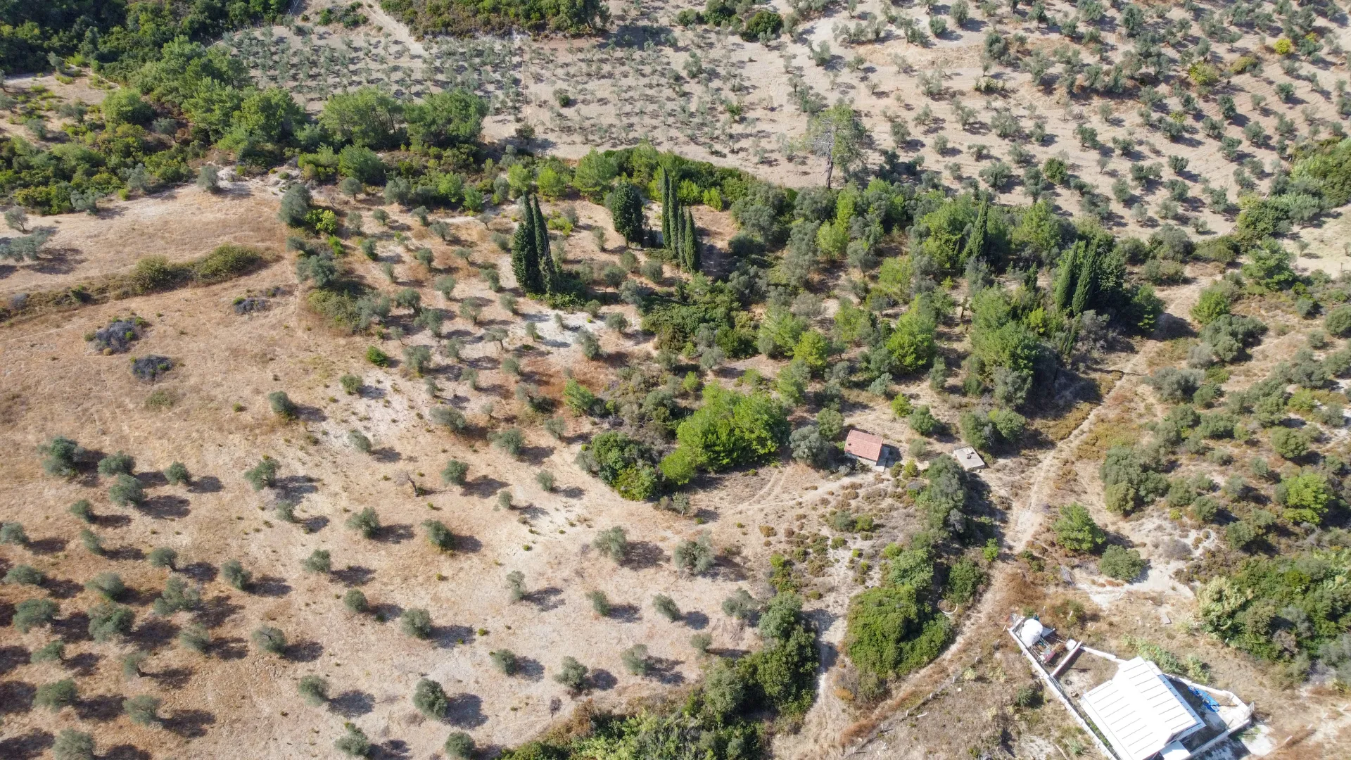 URLA YENİCEDE 7.220 M² ZEYTİNLİ BAĞ VE TARLA