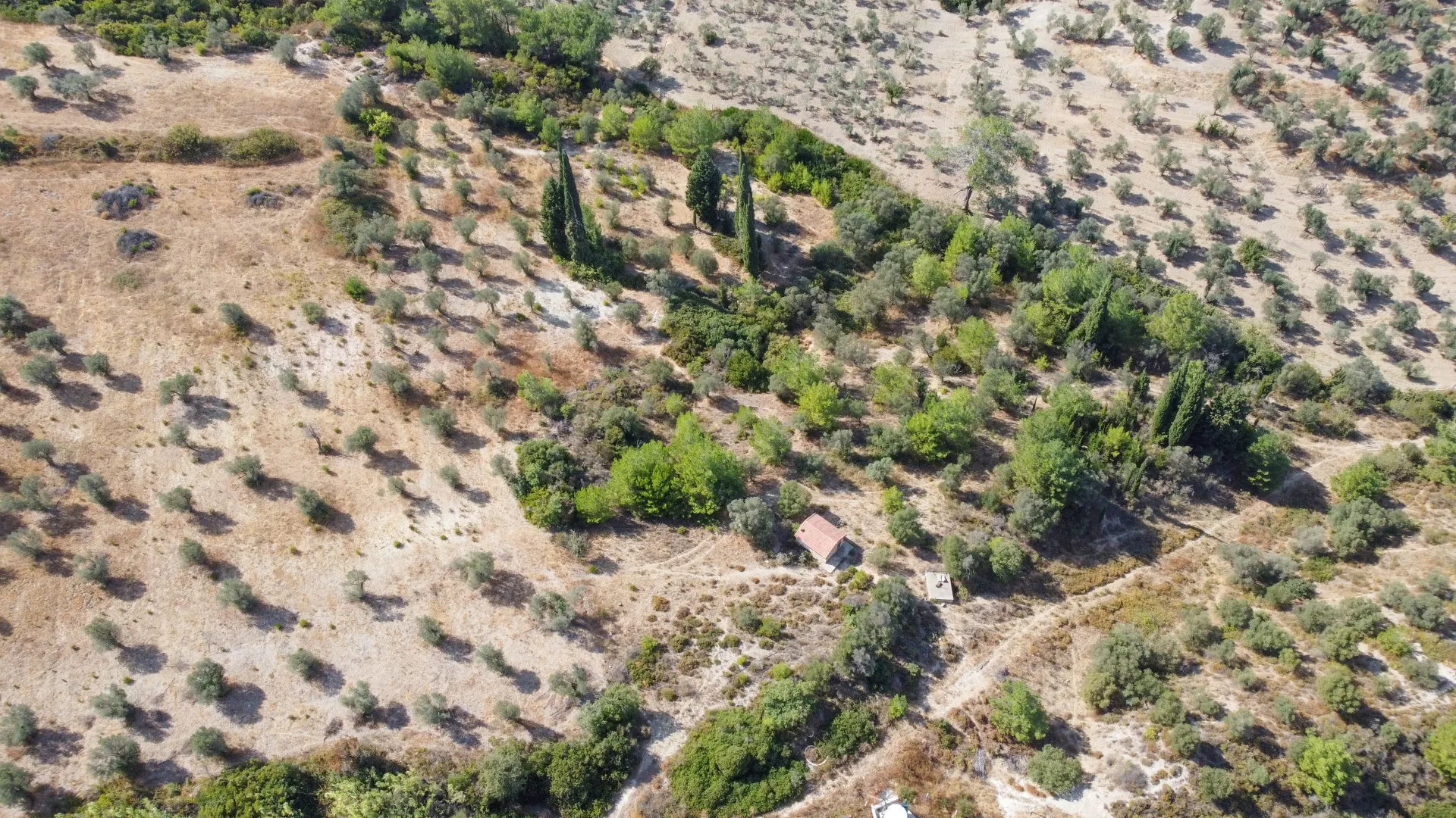 URLA YENİCEDE 7.220 M² ZEYTİNLİ BAĞ VE TARLA