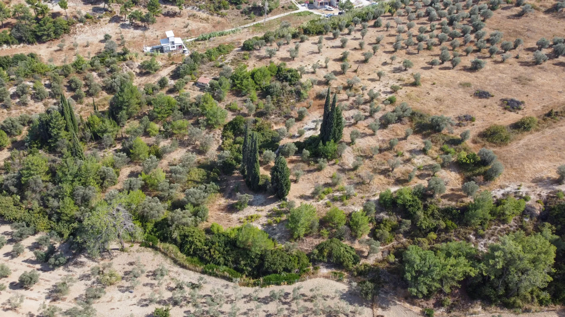 URLA YENİCEDE 7.220 M² ZEYTİNLİ BAĞ VE TARLA