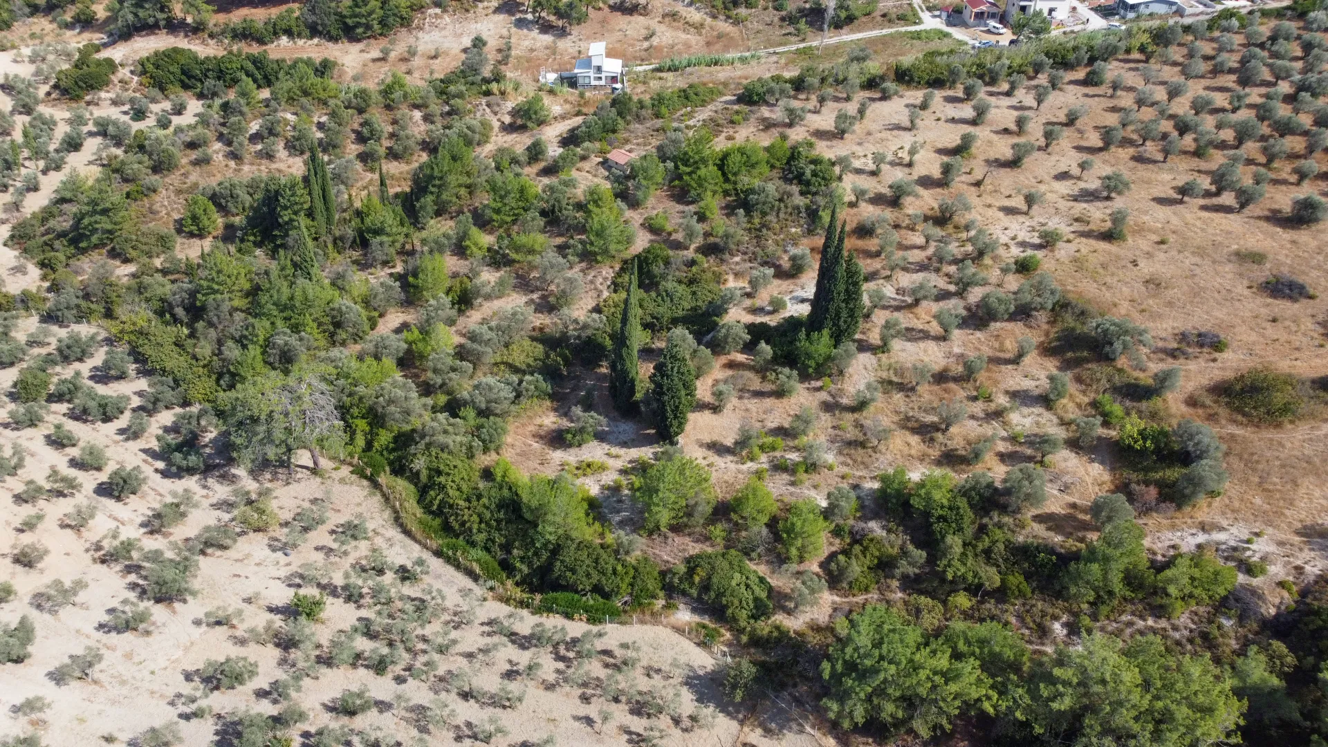 URLA YENİCEDE 7.220 M² ZEYTİNLİ BAĞ VE TARLA