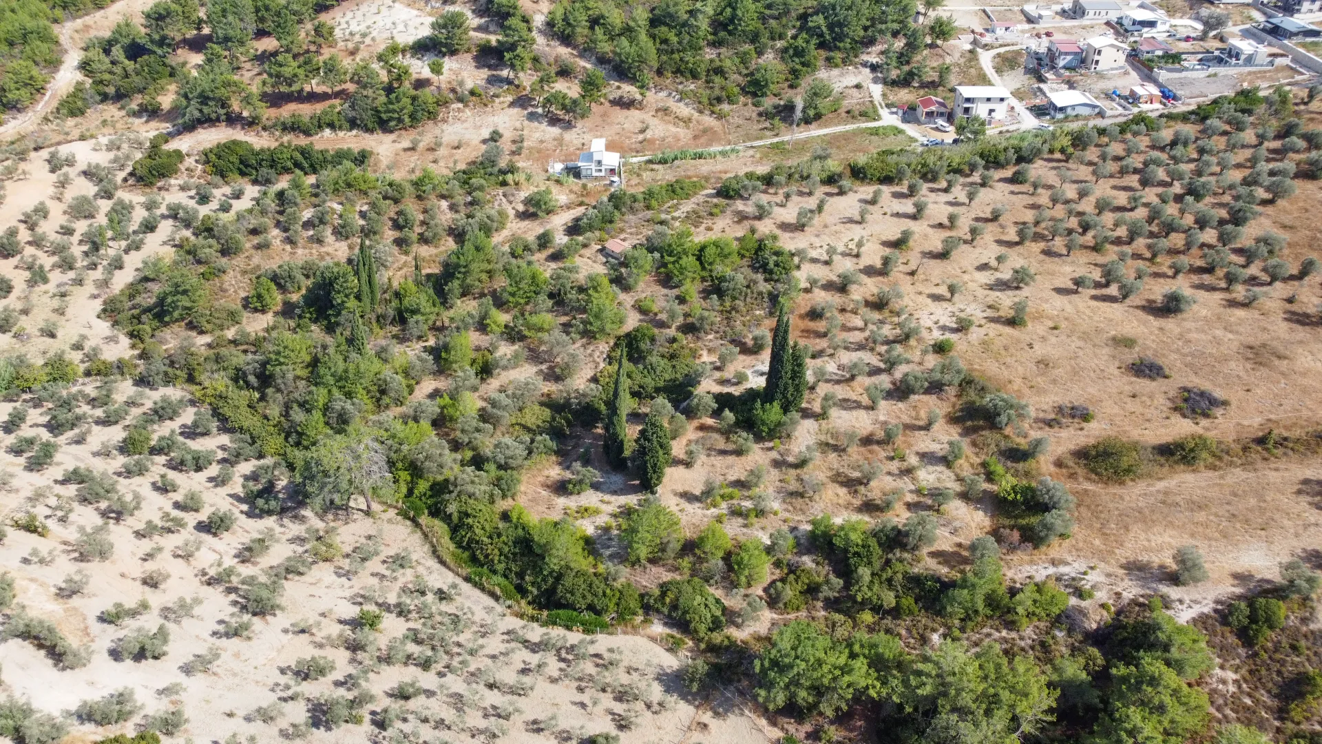 URLA YENİCEDE 7.220 M² ZEYTİNLİ BAĞ VE TARLA