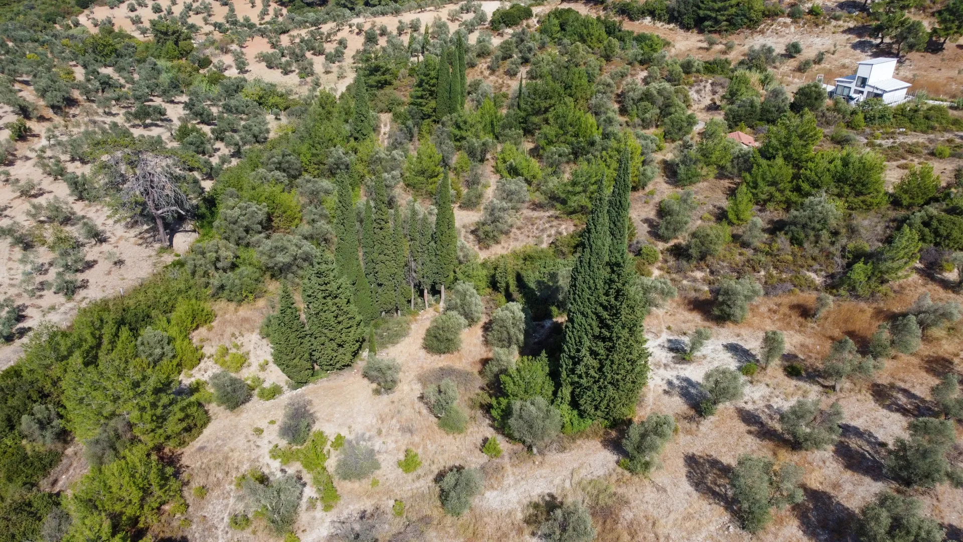 URLA YENİCEDE 7.220 M² ZEYTİNLİ BAĞ VE TARLA